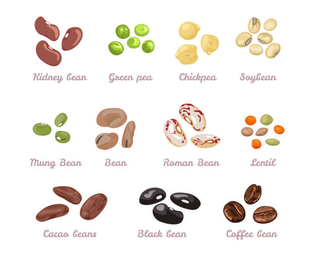 ilustrações de stock, clip art, desenhos animados e ícones de beans and legumes set. vector illustration of beans, green peas, chickpeas, mung bean, soybeans, coffee beans, cocoa beans and lentils in cartoon flat style. organic healthy food. - fava bean bean seed