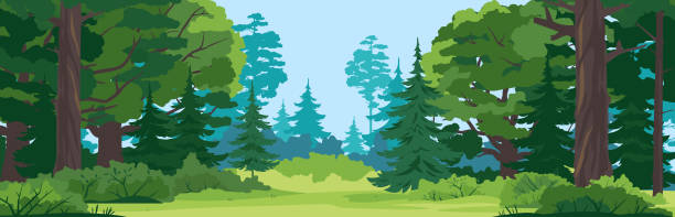 Forest glade nature landscape backgroun Green glade with grass in mixed forest on summer sunny day, spruce trees and bushes in front view, place for camping in the middle of the forest, place for picnic in nature woodland stock illustrations