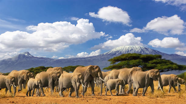 Mt Kilimanjaro Elephant Herd Tanzania Kenya Africa Mt Kilimanjaro Tanzania, large herd of african elephants and snow capped mountain, taken on a safari trip in Kenya with cloudy blue sky. Africas highest point with largest mammals savannah landscape. animal trunk photos stock pictures, royalty-free photos & images