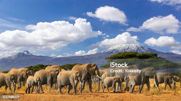 Mt Kilimanjaro Elephant Herd Tanzania Kenya Africa Stock Photo - Download Image Now - Mt Kilimanjaro, Elephant, Kenya