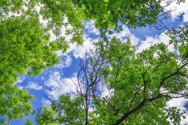 istock Fresh green trees and blue sky 1227486254