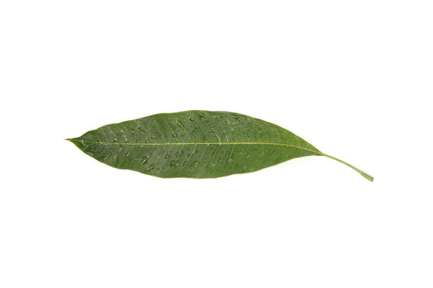 istock Fresh green leaf water drop isolated on white background. 1227487004