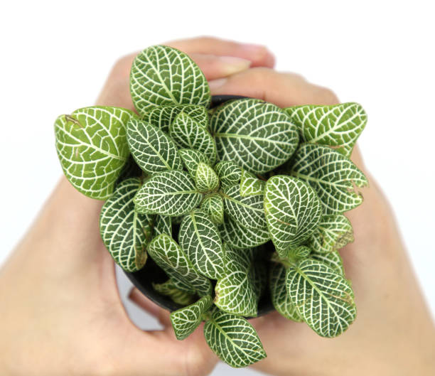 istock Hand holding plant on white background. Top view. 1227487061