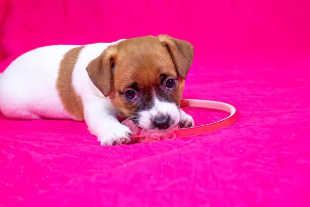 Photo of Jack Russell Terrier puppy. Girl is playing with a hoop on a pink coverlet next to an orange ball. Glamorous background.