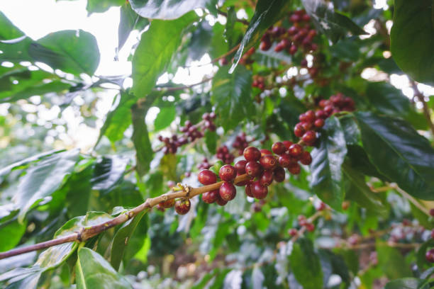 istock Group of ripe and raw coffee berrie 1227488397