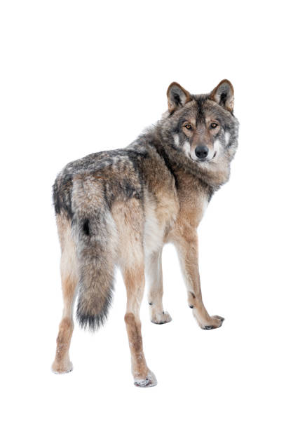 istock wolf standing in the snow isolated on a white 1227489701
