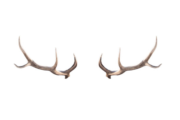 istock Deer horns isolated on a white 1227489706