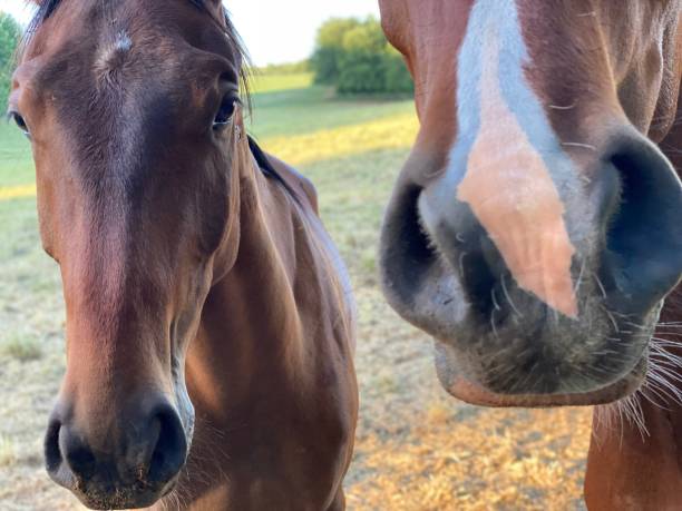 Horse close up Horse couple in portrait close up animal lips photos stock pictures, royalty-free photos & images