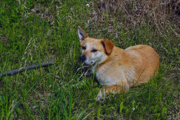 A red-headed pooch dog lies on a green lawn and looks into the camera close-up.