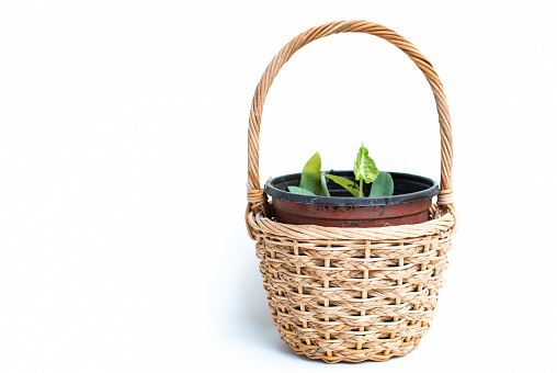 Small plants in the basket isolated on white background