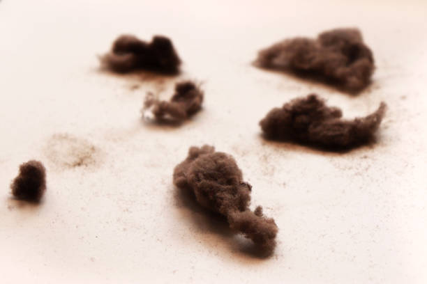 istock Bunch of Dust and Fiber Particles 1227492190