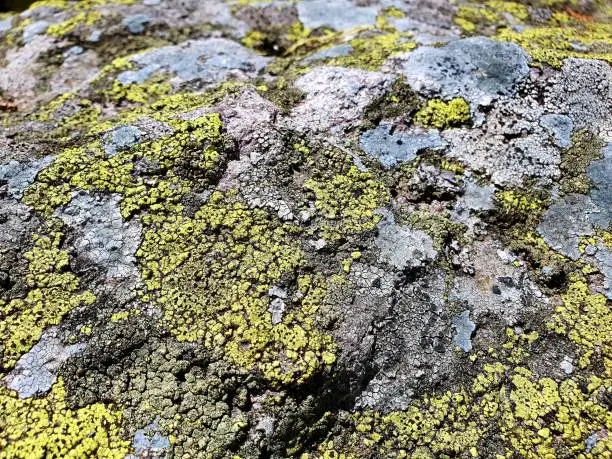 Rhizocarpon geographicum (map lichen)  growing on rocks with low air pollution. The image was captured in the swiss alps at an altitude of 1800m.