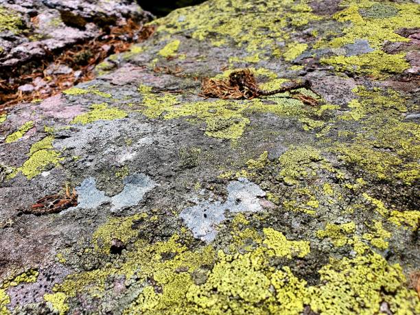 Rhizocarpon geographicum (map lichen)  growing on rocks with low air pollution. The image was captured in the swiss alps at an altitude of 1800m.
