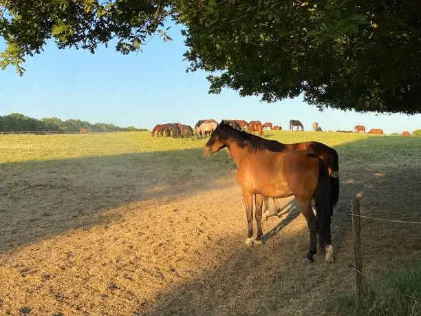 Photo of Playing horses