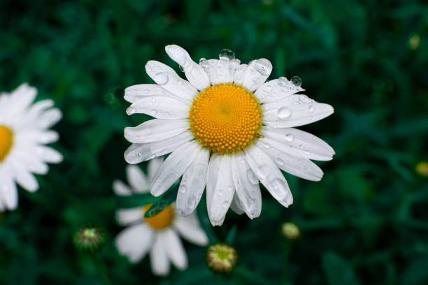istock white daisies with water drops close up in green grass and blurred background 1227493709
