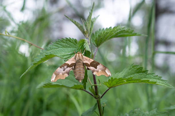 istock Giant moth on green plant 1227494389