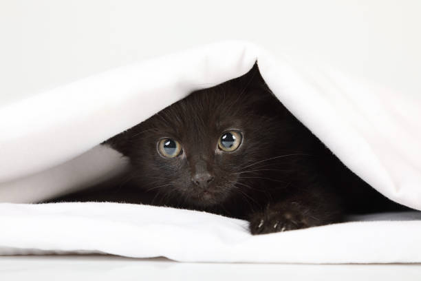 Cute black kitten carefully looks out from under the blanket on the bed