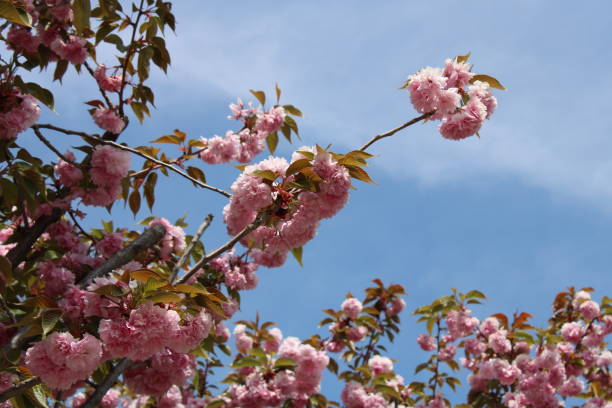 istock pink snowball flowers against blue sky 1227497216