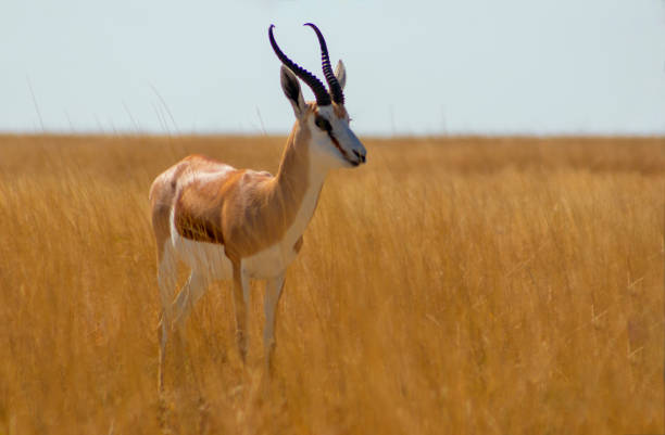 animaux africains sauvages. le springbok (antilope de taille moyenne) dans l’herbe jaune haute. parc national d’etosha. namibie - parc national detosha photos et images de collection