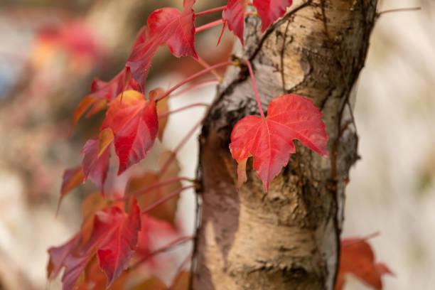 istock Red leaves of grape ivy on a birch 1227497419