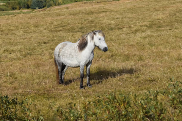 istock Free range Icelandic horse in the fields 1227497482