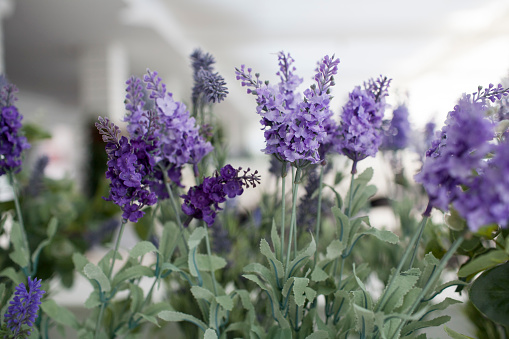 Artificial lavender flowers with a shallow depth of field
