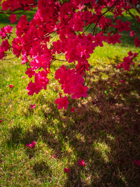 Vibrant colorful Azalea blossoming in the meadow garden