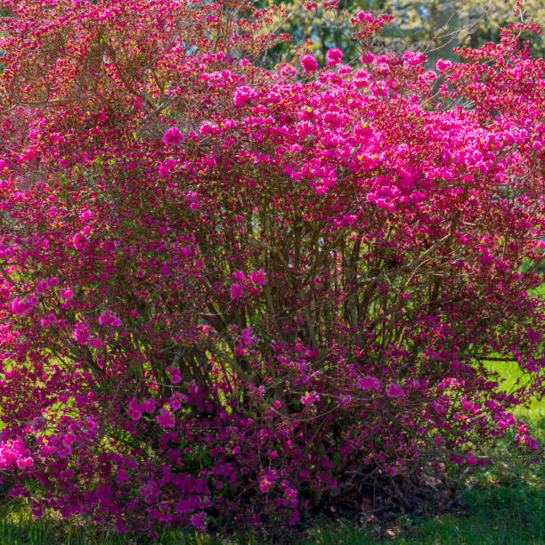 istock Pink Azalea flowers in bloom 1227499429