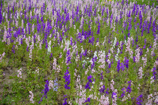 Meadow covered with pink, purple, blue and white flowers of Delphinium grandiflorum