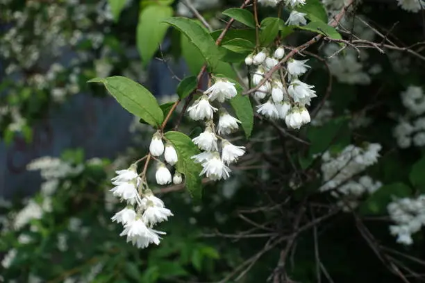 Close view of double white flowers of Deutzia