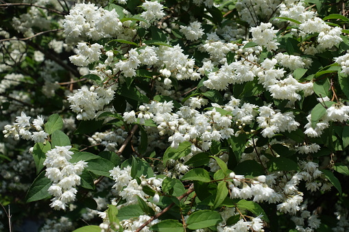 Multiple double white flowers of Deutzia in May