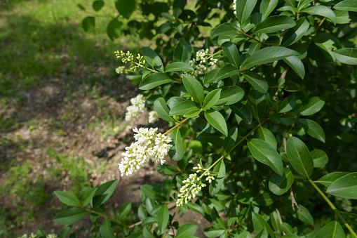 Panicles of white flowers of Ligustrum vulgare in May