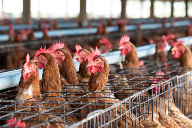 kurczak w fabryce, kury w klatkach gospodarstwo przemysłowe w tajlandii, zwierząt i agrobiznesu, produkcji żywności i koncepcji przemysłu - chicken domestic animals bird poultry zdjęcia i obrazy z banku zdjęć