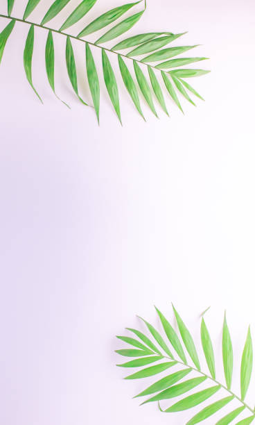枝、白い背景にヤシの葉。コピースペースのあるトップビュー。縦型写真 - fern frond single flower lush foliage ストックフォトと画像