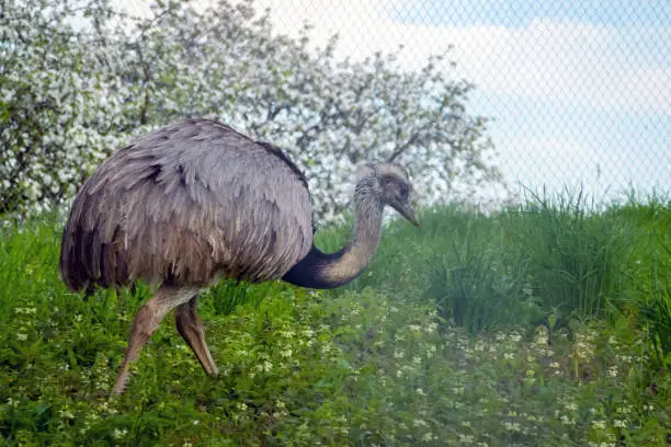 Ostrich walking on the grass in bird farm outdoor. Exotic emu bird in aviary outside