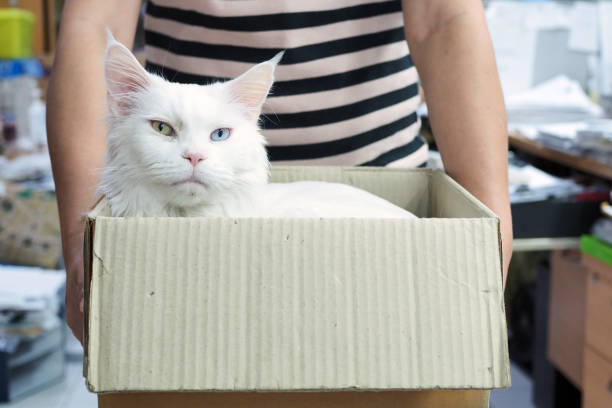 istock A cute white maine coon cat laid in a paper box. 1227507027