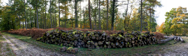 Omgehakte bomen in het bos voor houtindustrie