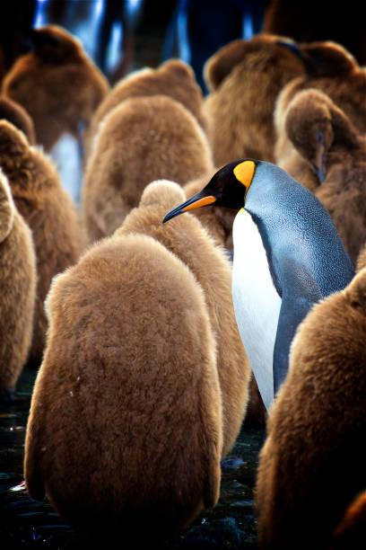 pinguino reale adulto che cammina attraverso i bambini nell'isola della georgia del sud - sphenisciformes foto e immagini stock