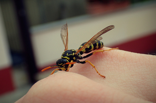 Single wasp resting gently on a human hand