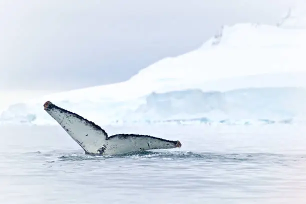 Photo of Humpback Whale Tail Over The Water In Antarctica Peninsula