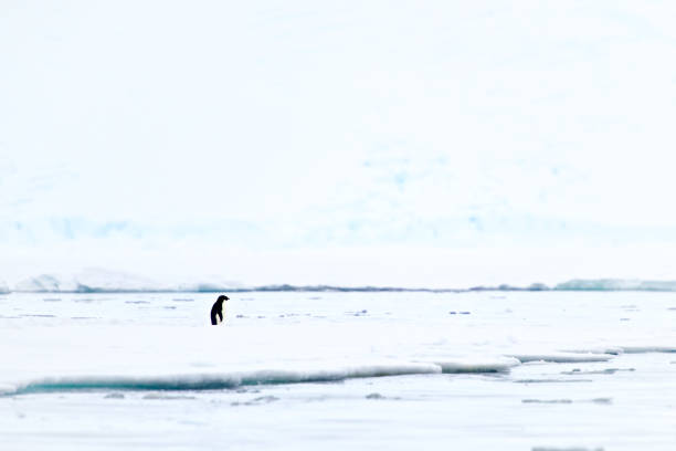 istock Single Penguin Standing On The Ice In Antarctica Peninsula 1227510335