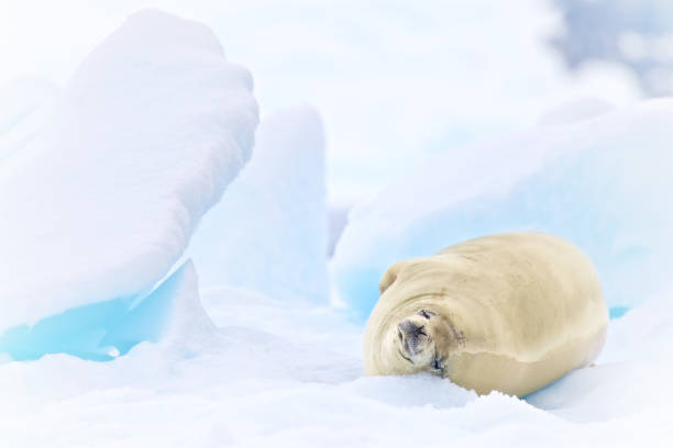 istock Sleeping Seal Over The Ice In Antarctica Peninsula 1227510520