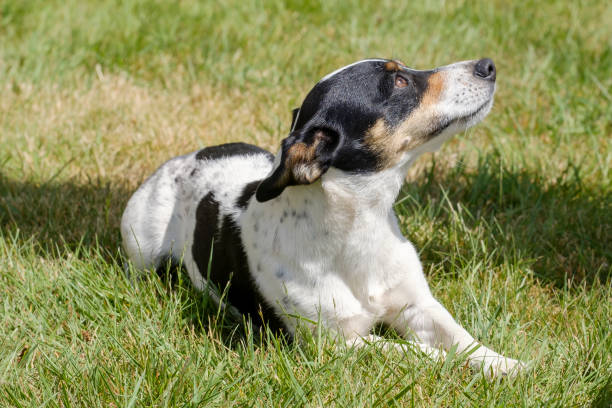 istock Black and white Jack Russell Terrier pup lying in a field, shadow in grass 1227511417