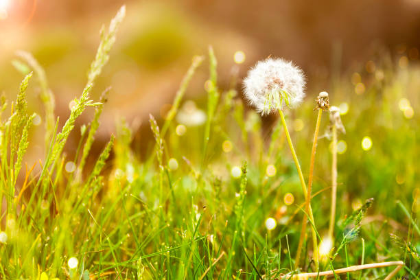 istock Dandelion clock in morning sun. 1227511517