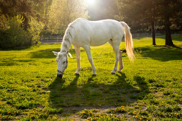 istock landscape with white horse in sunlight 1227511538
