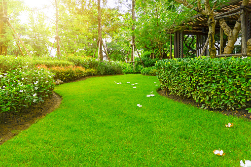 paisaje de césped verde liso, flores De Plumeria en el césped, árboles con soporte, arbusto y enrejado de madera en un buen jardín de mantenimiento photo