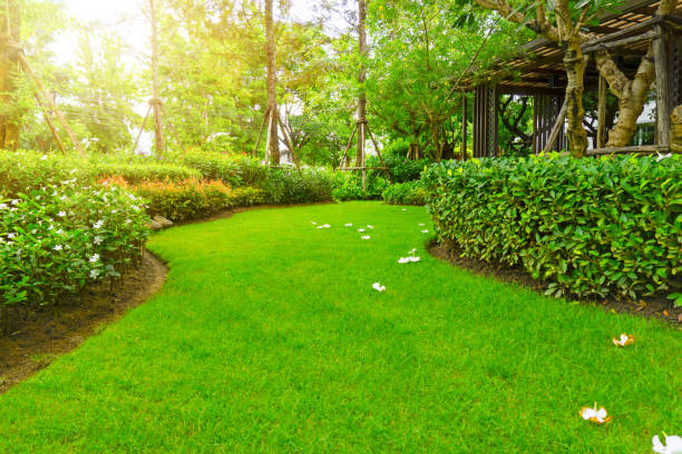 landscape of smooth green grass lawn, Plumeria flowers on turf, trees with supporting, shrub and wooden trellis in a good maintenance garden landscape of smooth green grass lawn, Plumeria flowers on turf, trees with supporting, shrub and wooden trellis in a good maintenance garden turf photos stock pictures, royalty-free photos & images