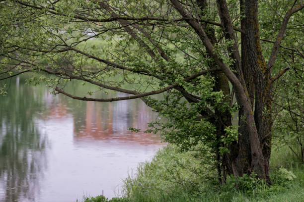 istock Large tree on the lake shore spread its branches over the water on a rainy day 1227512692