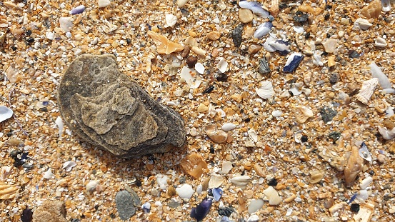Close-up of rock and shells