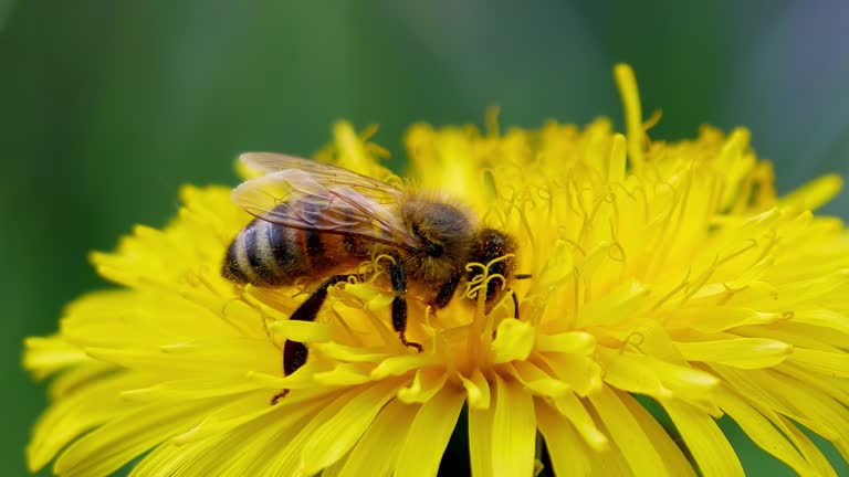 Bee gathers pollen on a dandelion